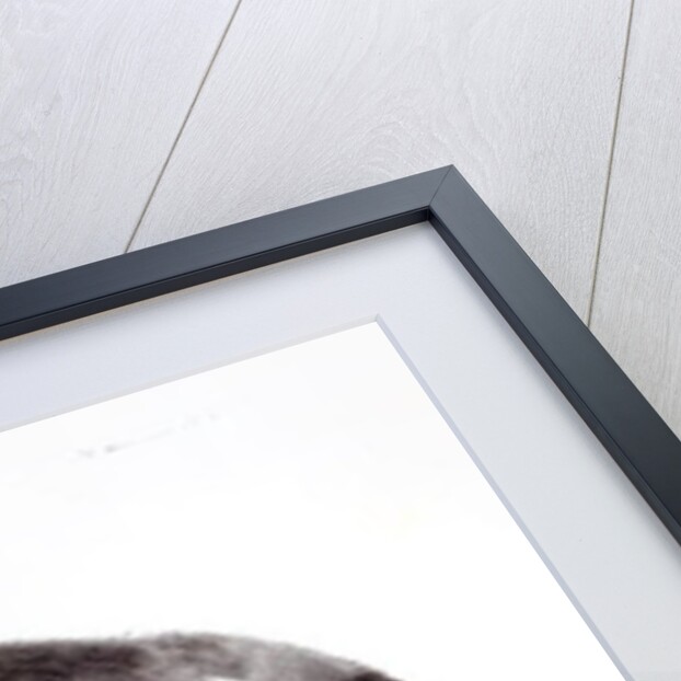 Canis Antarcticus by School English