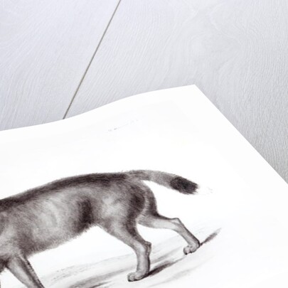 Canis Antarcticus by School English