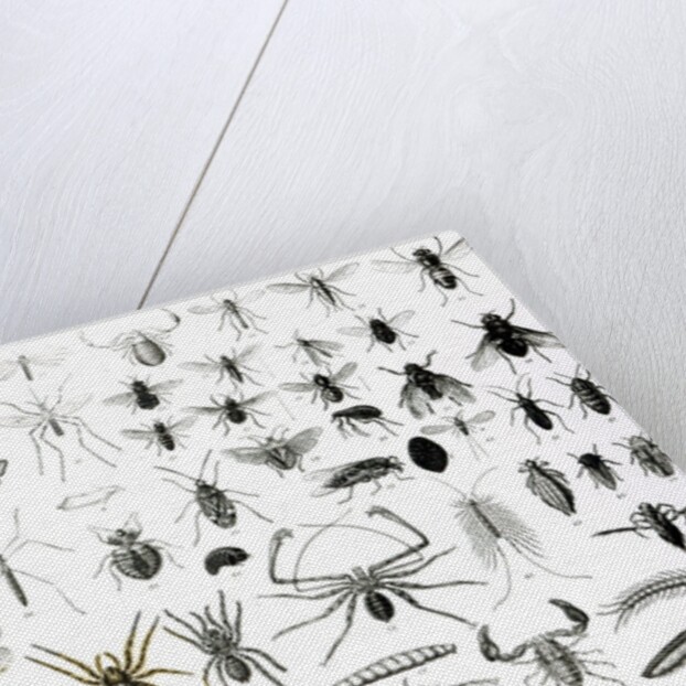 Entomology, Myriapoda and Arachnida by School English