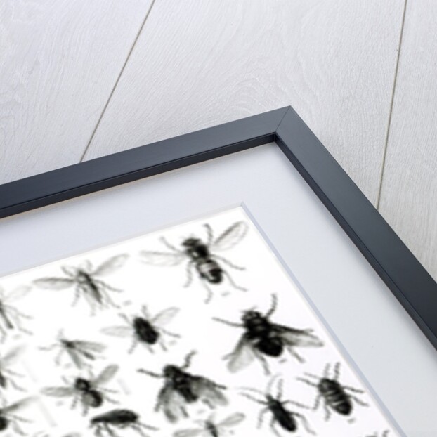 Entomology, Myriapoda and Arachnida by School English