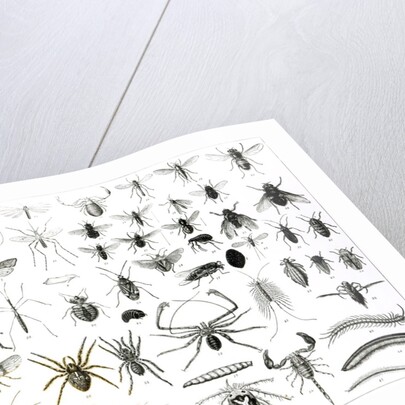 Entomology, Myriapoda and Arachnida by School English