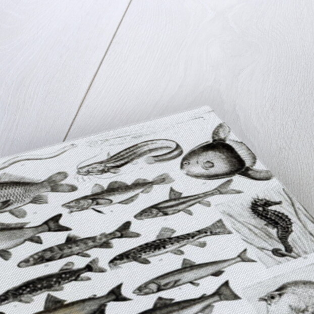 Ichthyology, Osseous Fishes, Marisipobranchs by School English