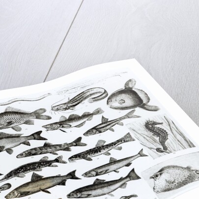 Ichthyology, Osseous Fishes, Marisipobranchs by School English