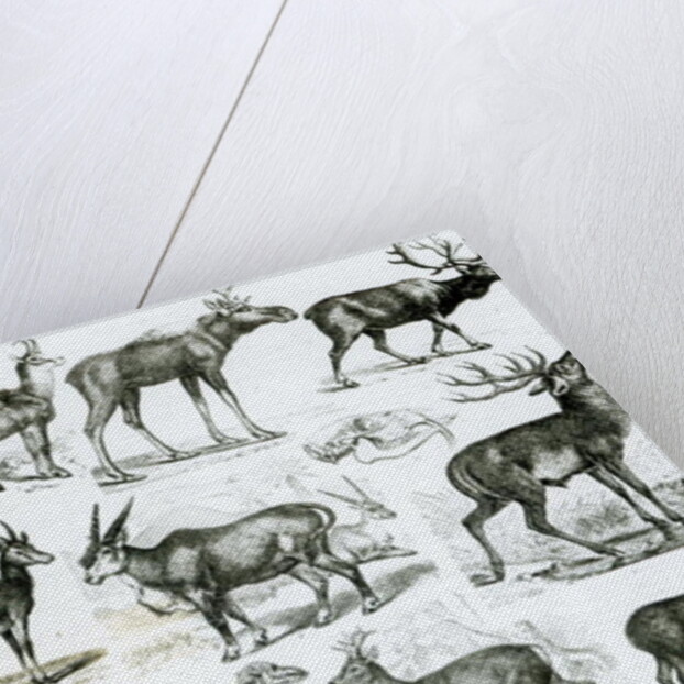 Ungalata or Hoofed Animals by School English