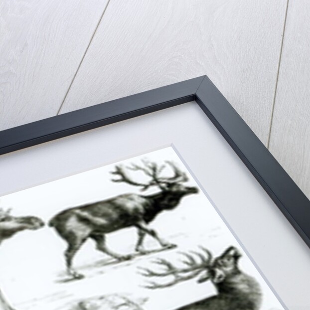 Ungalata or Hoofed Animals by School English