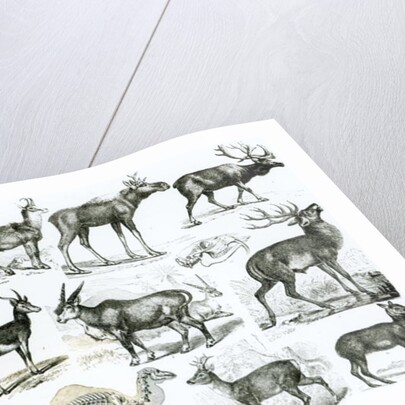 Ungalata or Hoofed Animals by School English