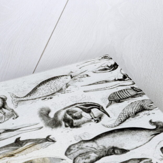 Cetacea Edentata by School English