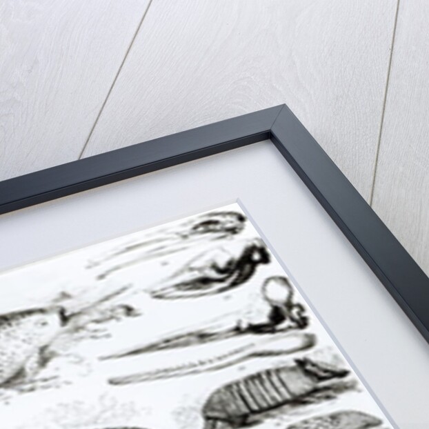 Cetacea Edentata by School English