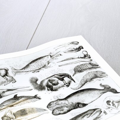 Cetacea Edentata by School English