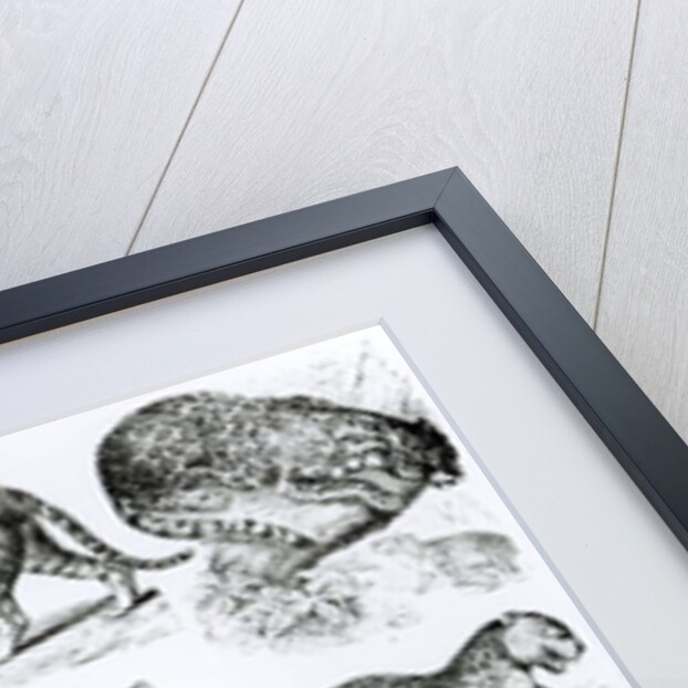 Carnivorous Animals by School English