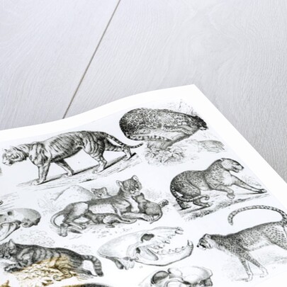 Carnivorous Animals by School English