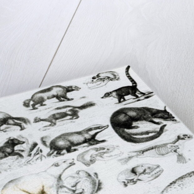 Carnivorous Animals by School English