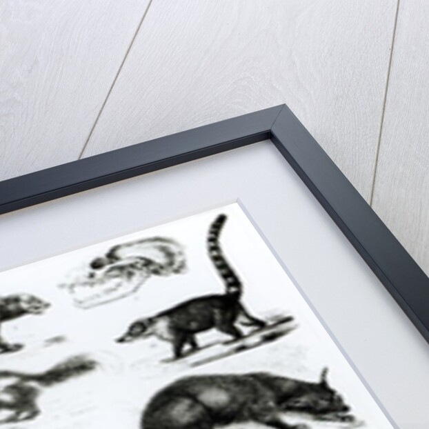 Carnivorous Animals by School English