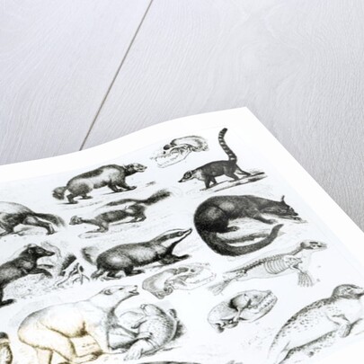 Carnivorous Animals by School English