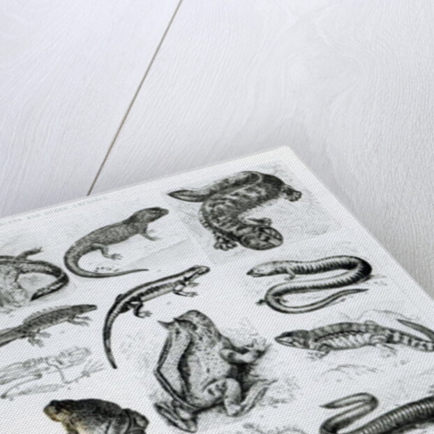 Batrachians and other Amphibia by School English