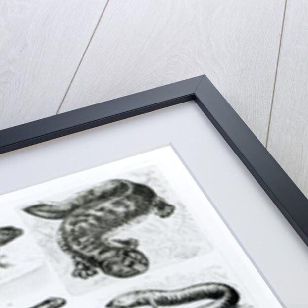 Batrachians and other Amphibia by School English