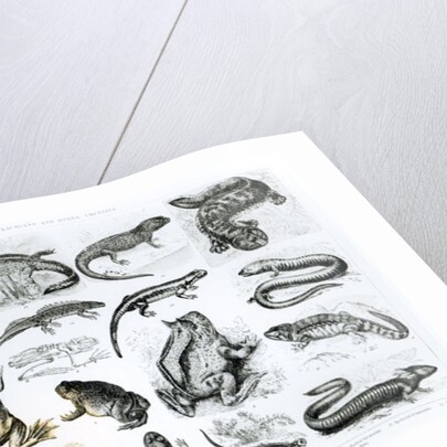 Batrachians and other Amphibia by School English