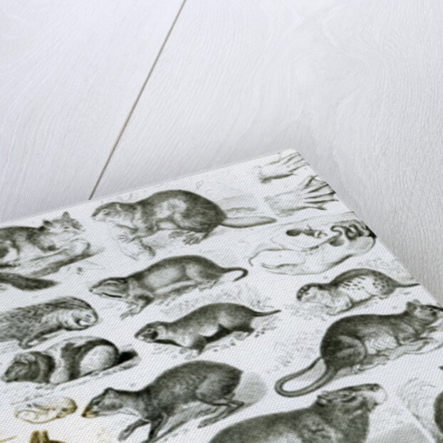 Rodentia-Rodents or Gnawing Animals by School English