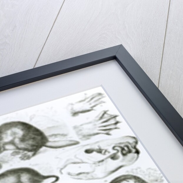 Rodentia-Rodents or Gnawing Animals by School English