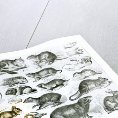 Rodentia-Rodents or Gnawing Animals by School English