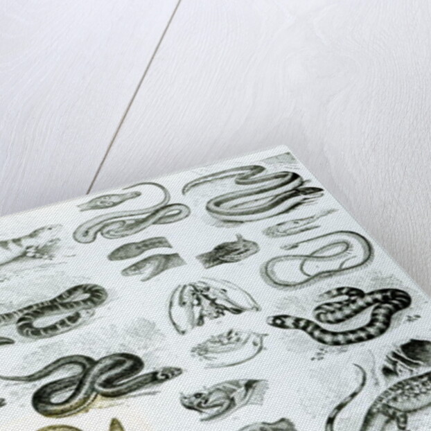 Reptiles, Serpents and Lizards by School English