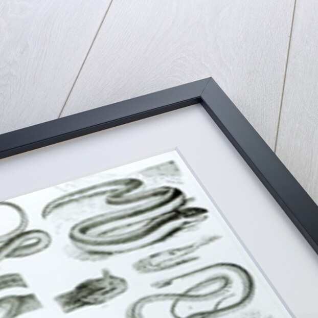 Reptiles, Serpents and Lizards by School English