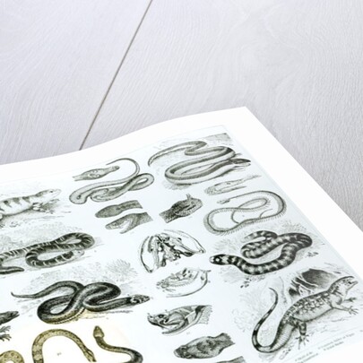 Reptiles, Serpents and Lizards by School English
