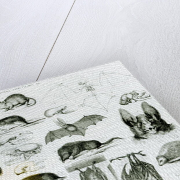 Cheiroptera, Insectivora by School English