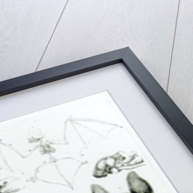 Cheiroptera, Insectivora by School English