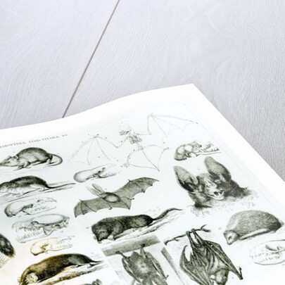 Cheiroptera, Insectivora by School English