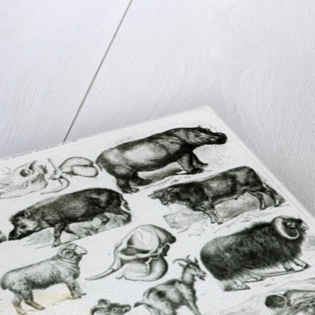 Ungulata or Hoofed Animals by School English