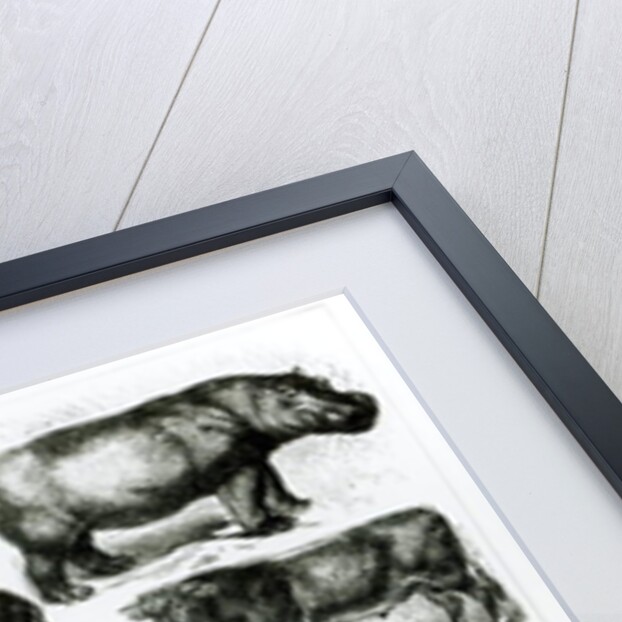 Ungulata or Hoofed Animals by School English