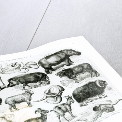 Ungulata or Hoofed Animals by School English