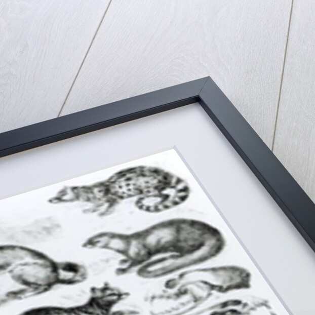 Carnivorous Animals by School English