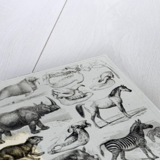 Ungulata or Hoofed Animals by School English