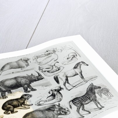 Ungulata or Hoofed Animals by School English