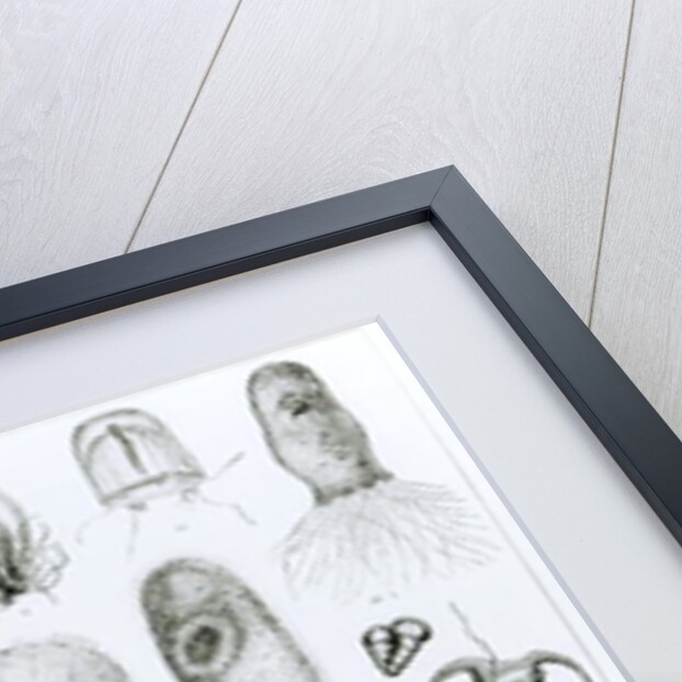 Protozoa and Coelenterata by School English