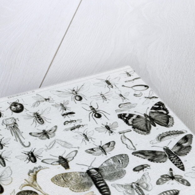 Entomology by School English