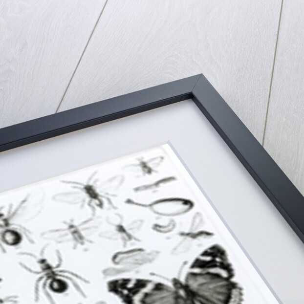 Entomology by School English