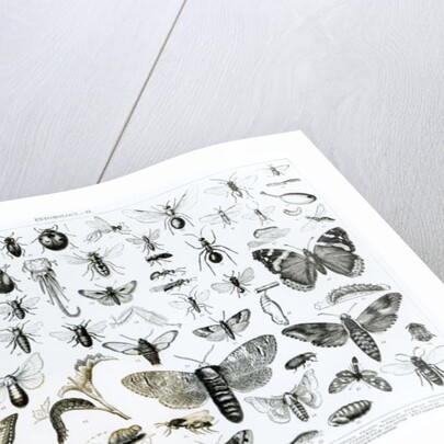 Entomology by School English