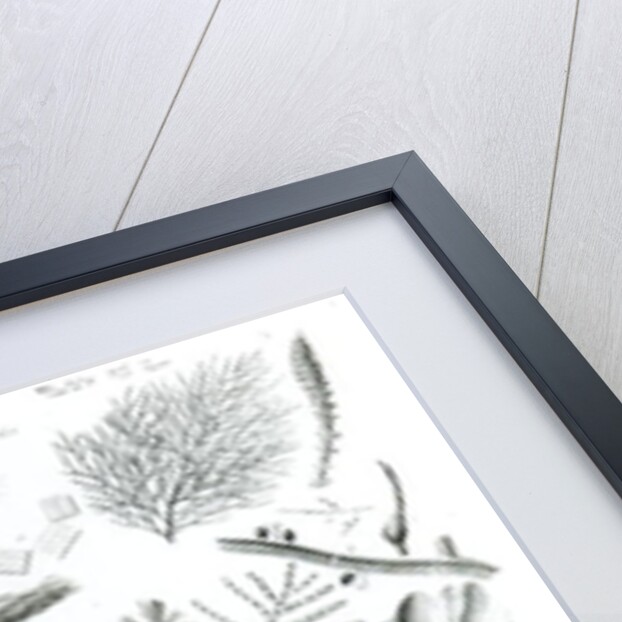 Conferra Fucus by School English