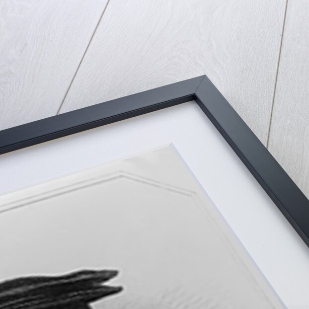 Portrait of John Russell 1st Earl of Bedford by English School