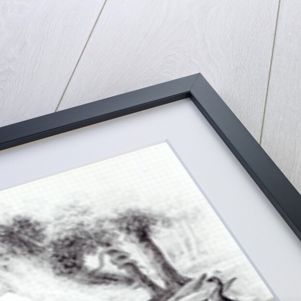 Wild Animals from 'A History of the Earth and Animated Nature' by Oliver Goldsmith, London, 1840 by English School