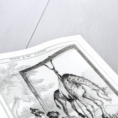 State of the Giraffe, 1829 by William Heath