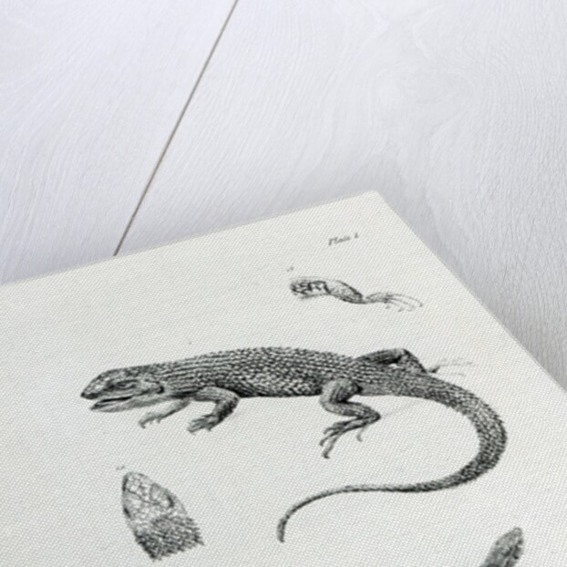 Shingled Iguana by English School