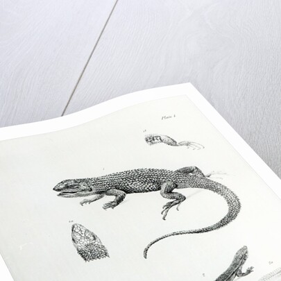 Shingled Iguana by English School