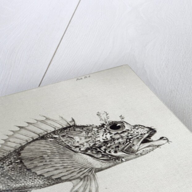 corpion Fis by English School