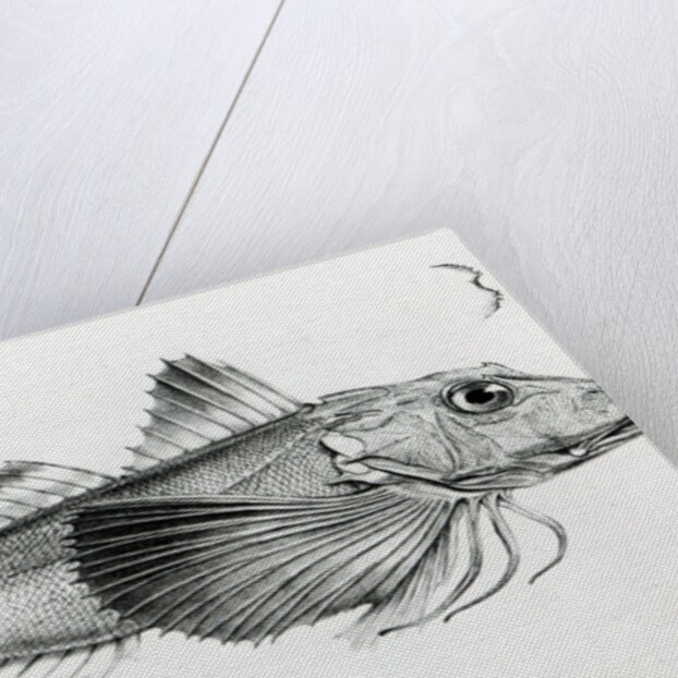 Galapagos Gurnard, plate 6 from 'The Zoology of the Voyage of H.M.S Beagle, 1832-36' by Charles Darwin by English School