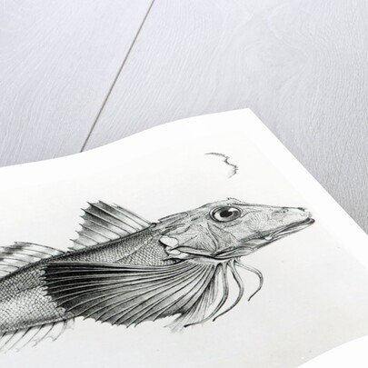 Galapagos Gurnard, plate 6 from 'The Zoology of the Voyage of H.M.S Beagle, 1832-36' by Charles Darwin by English School
