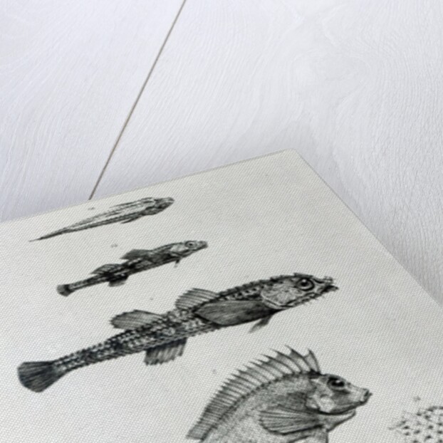 Aspidophorus Chiloensis and Agriopus Hispidus by English School